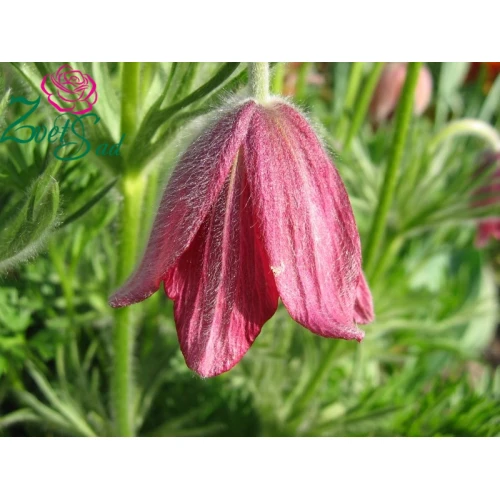 Pustilla Pink